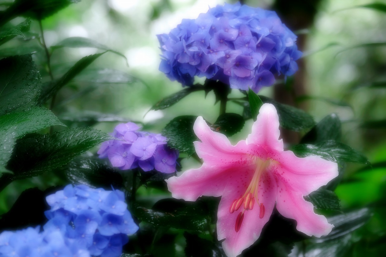 梅雨の花 Mickey S World