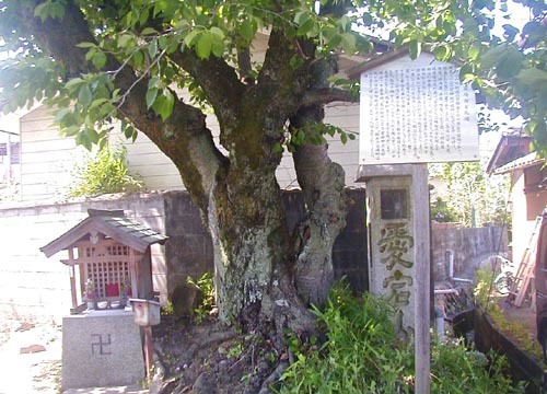 ●神社の造形―三ノ宮神社、その2_d0053294_00500875.jpg