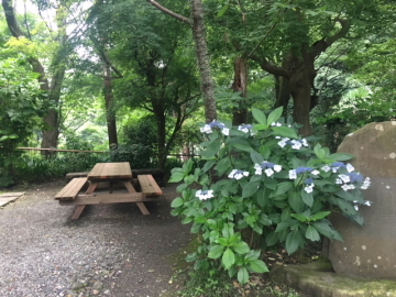 終わりゆく紫陽花を楽しむ～浄智寺_c0339296_07242767.jpg