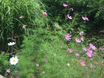 終わりゆく紫陽花を楽しむ～浄智寺_c0339296_07255764.jpg