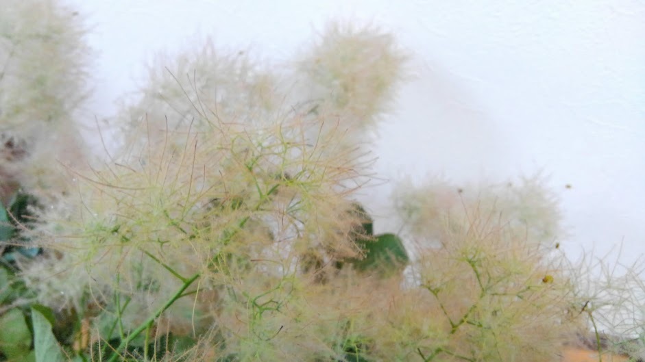 スモークツリーの水揚げとドライについて Art Work Fluorite スモークツリーの水揚げとドライについて Art Work Fluorite