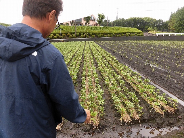 富士市は全国一の「しきみ」の産地　その芽摘み作業にユニバーサル就労を！_f0141310_08184189.jpg