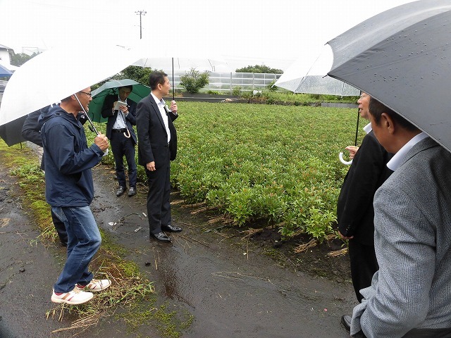 富士市は全国一の「しきみ」の産地 その芽摘み作業にユニバーサル就労を!_f0141310_08184819.jpg