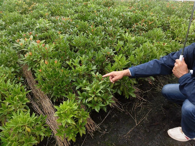 富士市は全国一の「しきみ」の産地 その芽摘み作業にユニバーサル就労を!_f0141310_08190135.jpg
