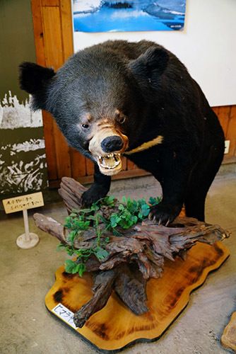 札幌にクマの剥製はいくつあるか :: デイリーポータルZ