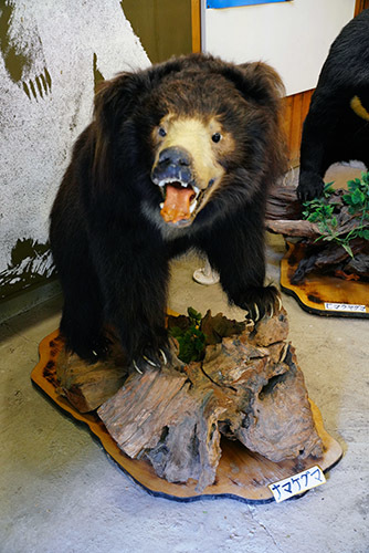クマだらけ 生きてるのから剥製から毛皮までw : Life in the