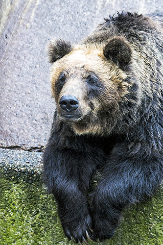 クマだらけ 生きてるのから剥製から毛皮までw : Life in the クマだらけ 生きてるのから剥製から毛皮までw : Life in the