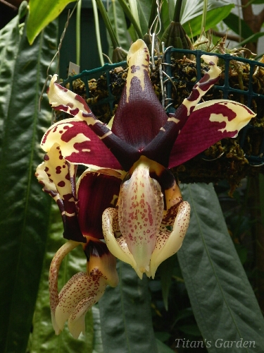 Stanhopea tigrina var. nigroviolacea \'Predator\'_b0099813_0585553.jpg