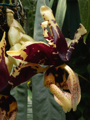 Stanhopea tigrina var. nigroviolacea 'Predator' : Titan