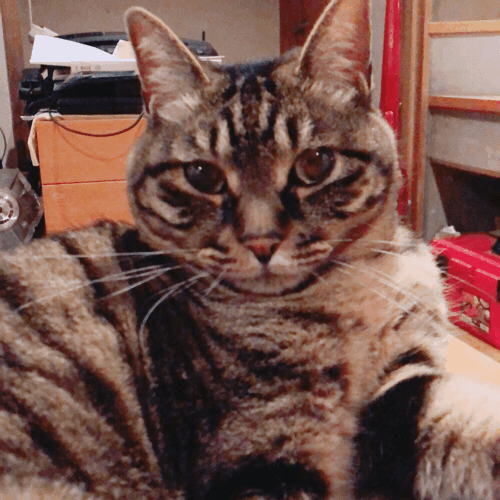 b0268815_20430548.gif