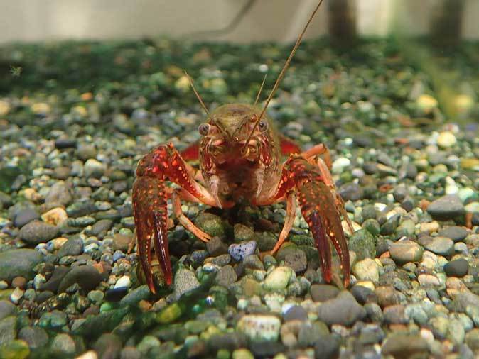 井の頭自然文化園・水生物館特設展示「アメリカザリガニは放さない」【後編】～スッポンの赤ちゃん_b0355317_21454765.jpg