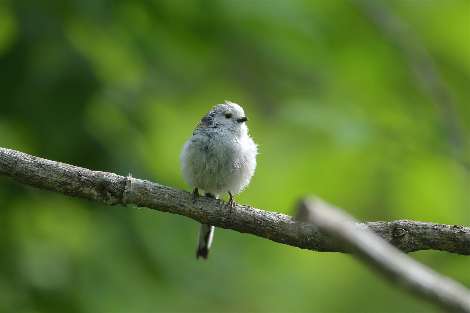 シマエナガ 幼鳥 訂正 成鳥 やぁやぁ