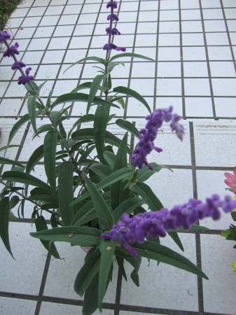 ライアー教室に行く前に 花の自由旋律