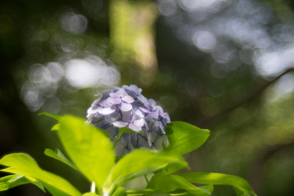 本土寺の紫陽花 ②_d0161322_23054767.jpg