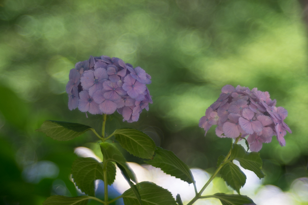 本土寺の紫陽花 ②_d0161322_23074007.jpg