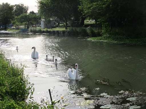 白鳥家族の行進_b0381325_07040248.jpg