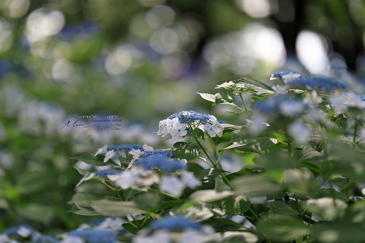 まゝに/梅雨の晴れ間_d0342426_00460402.jpg