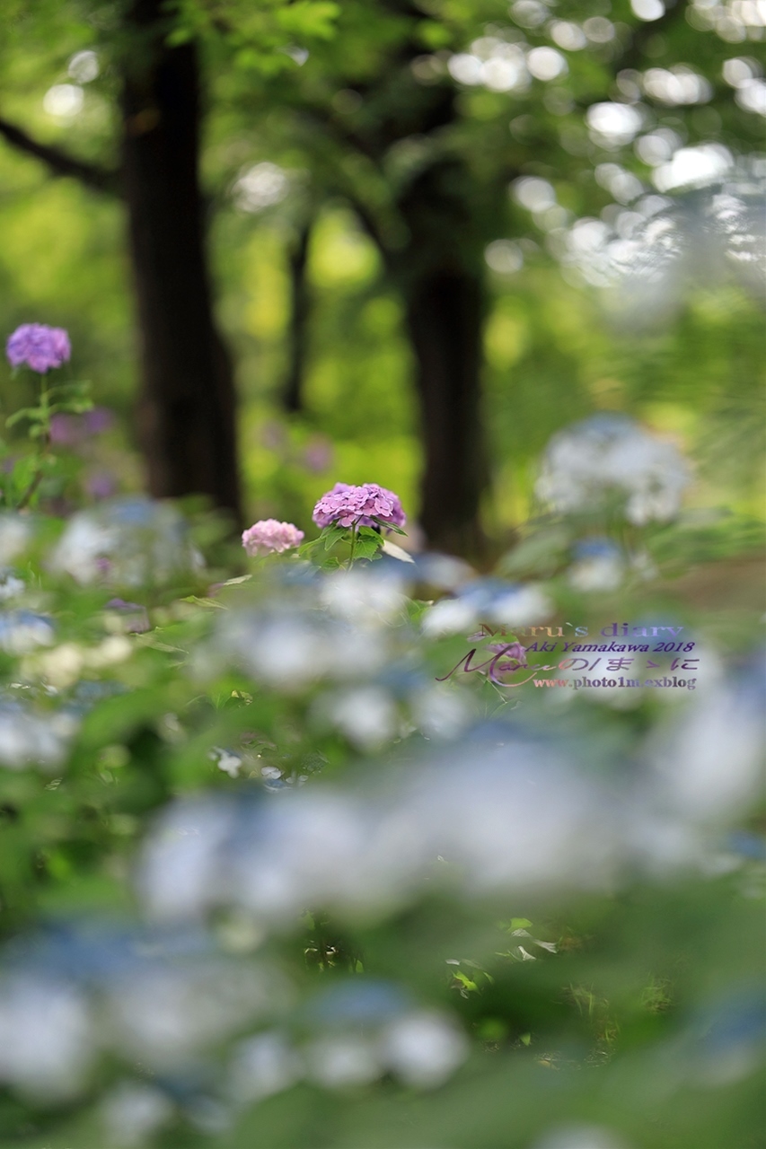 まゝに/梅雨の晴れ間_d0342426_00461248.jpg