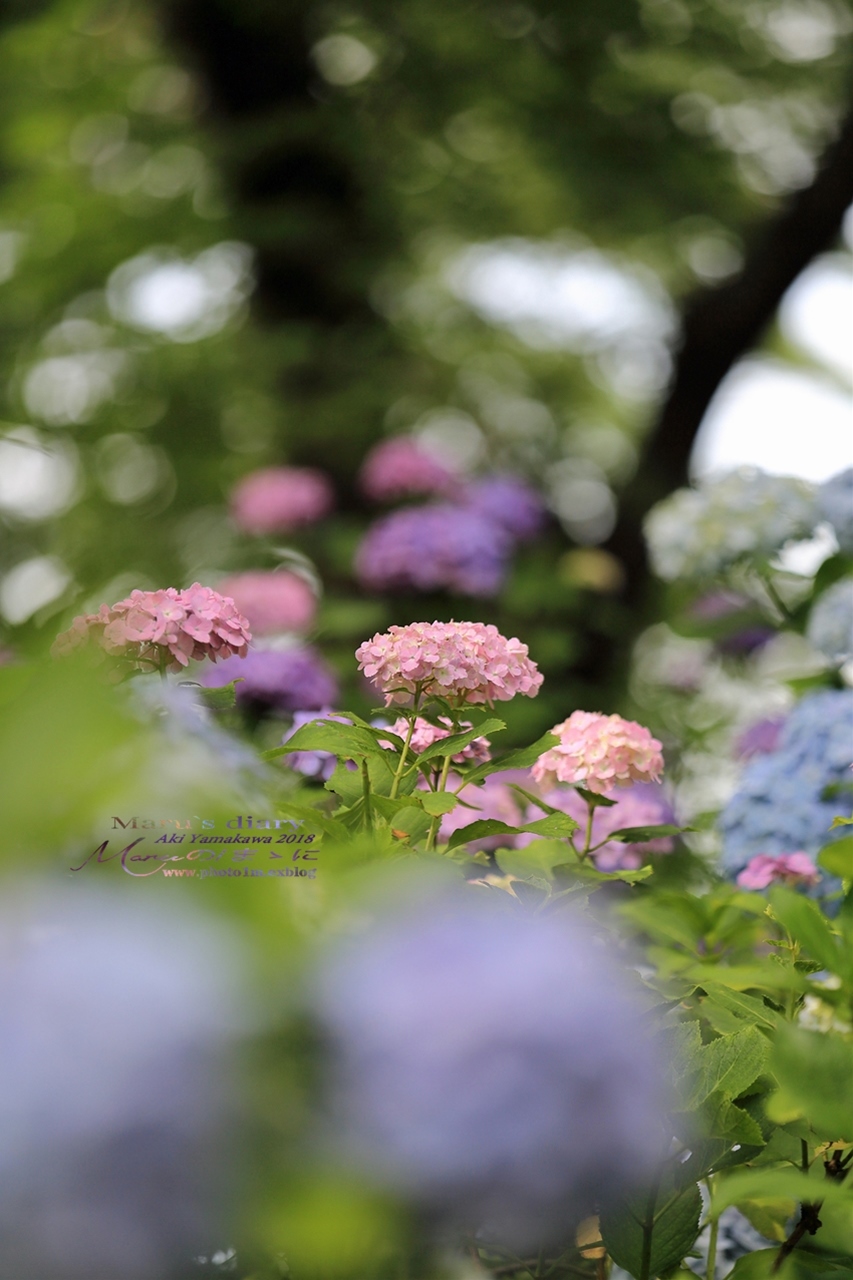 まゝに/梅雨の晴れ間 続_d0342426_21570632.jpg