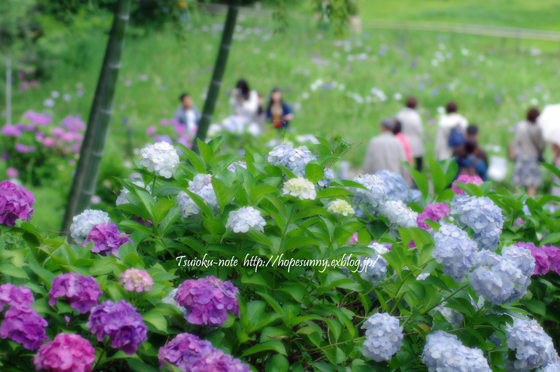 紫陽花 at 本土寺Ⅱ_a0253730_16133183.jpg