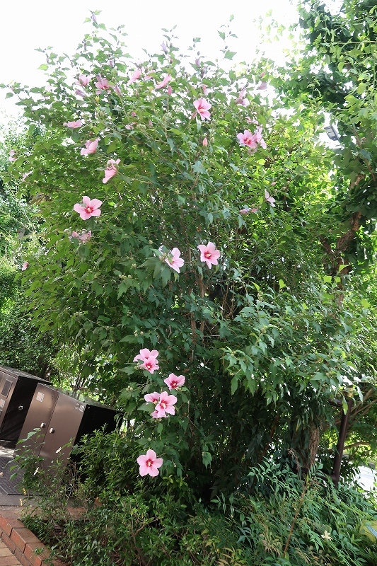 植物_e0374932_16000773.jpg
