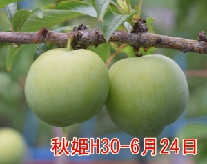 a0325841_21224027.jpg