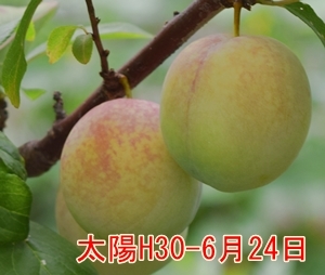 a0325841_21242345.jpg