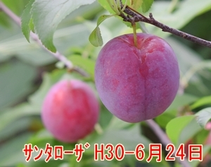 a0325841_21243891.jpg