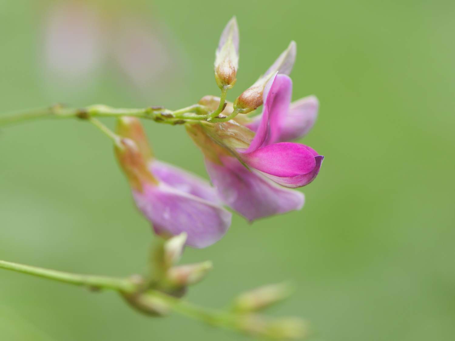 夏萩　　　奈良県_d0286954_17164271.jpg