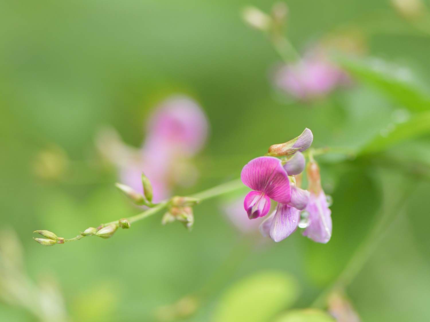 夏萩　　　奈良県_d0286954_17165366.jpg