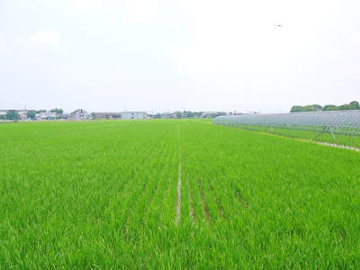 熊本県菊池市産『七城米』 長尾農園さんの令和5年度の田植えを現地取材!その前に美しすぎる苗床を紹介!_a0254656_17495539.jpg
