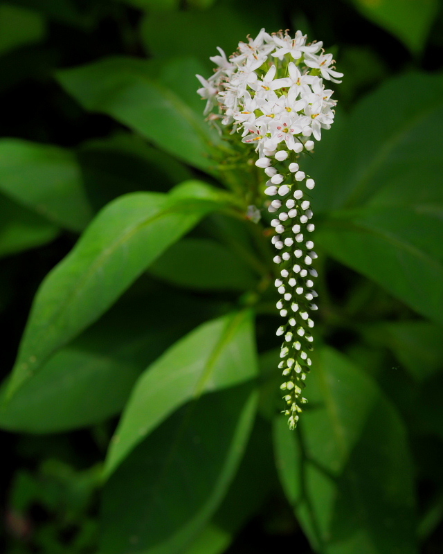 染料植物園で　花いろいろ_c0305565_17365469.jpg