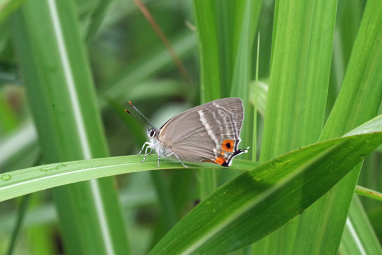 ultramarinusの輝き_e0167571_23151138.jpg