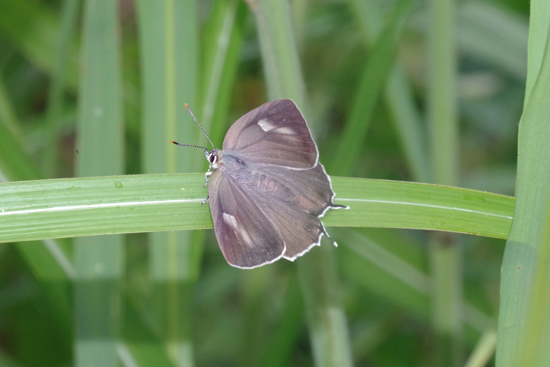 ultramarinusの輝き_e0167571_23152353.jpg