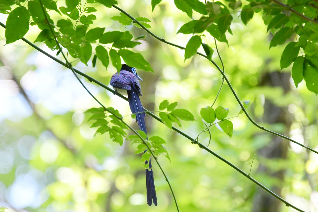 サンコウチョウ_f0053272_15021500.jpg