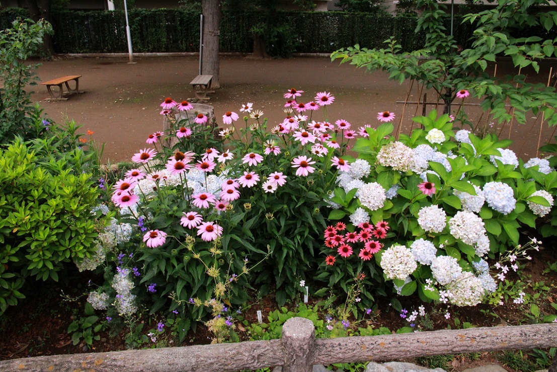 種でも増える丈夫な宿根草 ~エキナセア~_a0107574_17121766.jpg