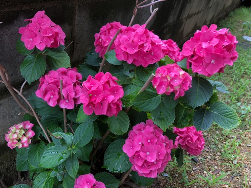 f0005081_10261733.png