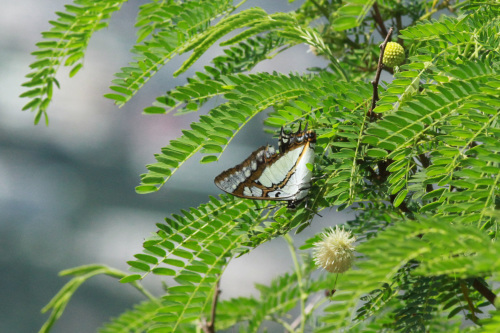 フタオチョウ 梅雨明けの沖縄で_d0353091_11262674.jpg
