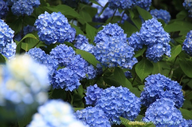 京都 大原 三千院 紫陽花 暮らしを紡ぐ 京都 大原 三千院 紫陽花 暮らしを紡ぐ