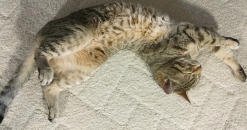 寝不足…&#128564;_e0358096_20470581.jpeg