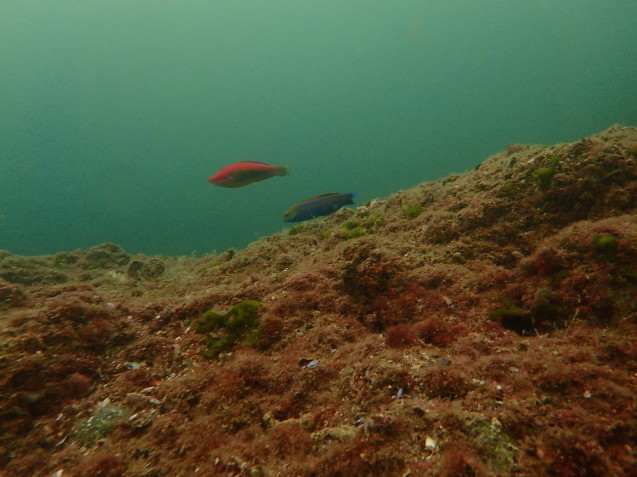 e0115199_15480780.jpg