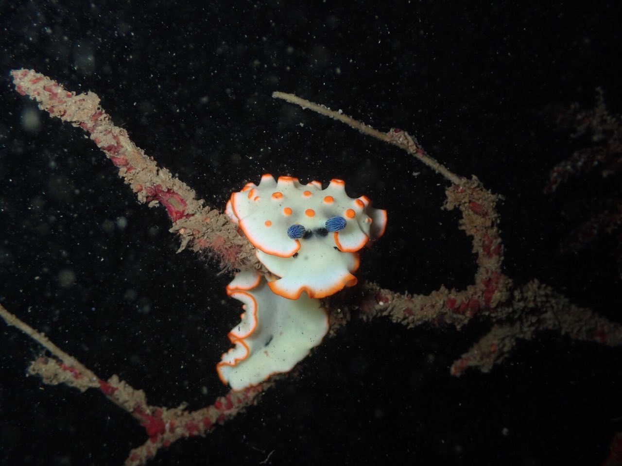 e0115199_17431755.jpg