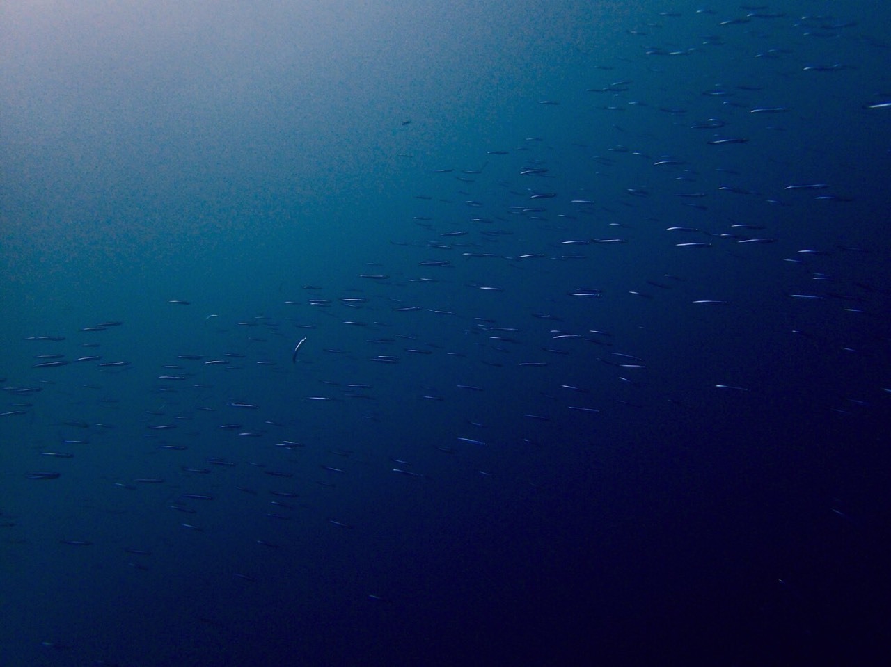 e0115199_17450531.jpg