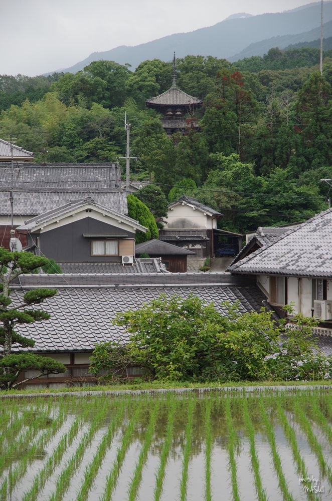 葛城市當麻　その・18_d0342307_22034961.jpg