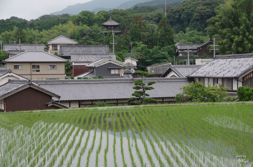 葛城市當麻　その・18_d0342307_22035659.jpg