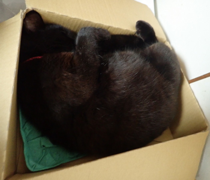 箱の中で眠る、くうちゃん_c0116915_23365997.jpg