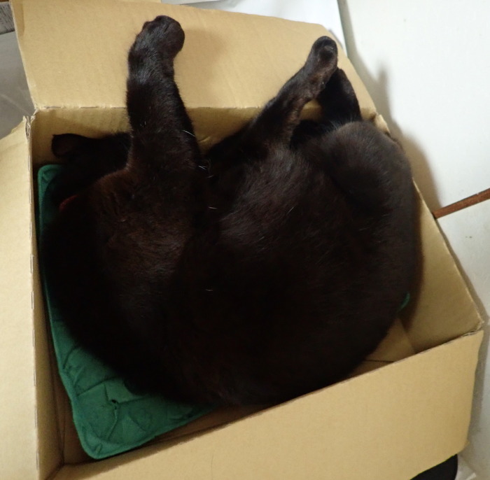 箱の中で眠る、くうちゃん_c0116915_23371503.jpg