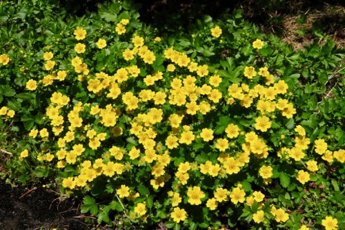 天空のお花畑が呼んでいる〜♬_a0353718_11222716.jpg