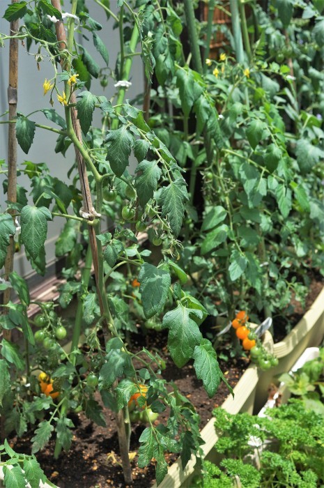 ■園芸【プランター栽培の野菜達各種】_b0033423_00255883.jpg
