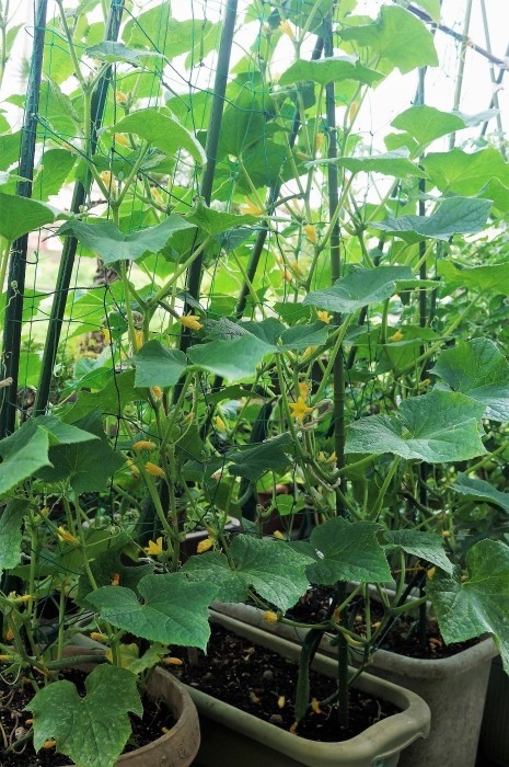 ■園芸【プランター栽培の野菜達各種】_b0033423_00302070.jpg